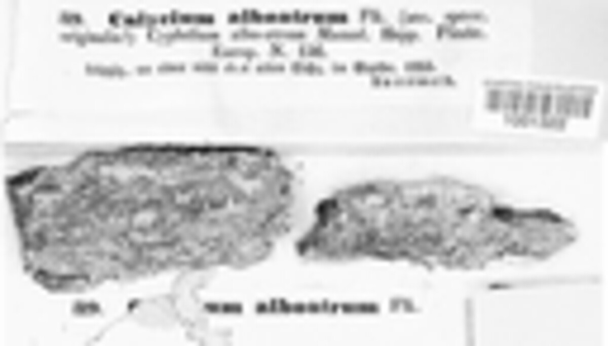 Calicium alboatrum image